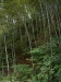 Bamboo Forest, Huangshan, Anhui province