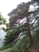 Huangshan pine, Huangshan (Yellow Mountain), Anhui province