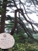 Suqinsong pine tree, Huangshan (Yellow Mountain), Anhui province
