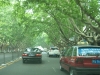 Tree-lined street, Zhengzhou city, capital of Henan province