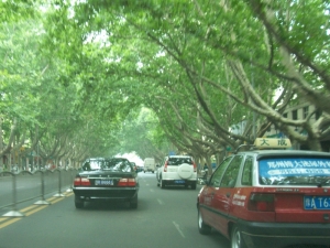 Zhengzhou's tree-lined streets